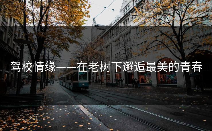驾校情缘——在老树下邂逅最美的青春